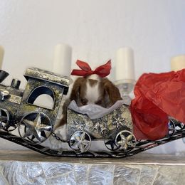 Cavalier King Charles Spaniel Puppies from Amore Cavaliers