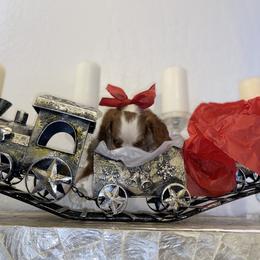 Cavalier King Charles Spaniel Puppies from Amore Cavaliers