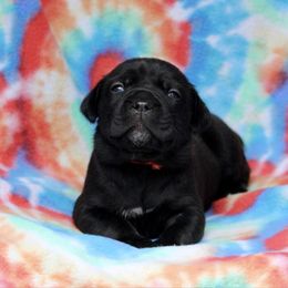 Pinky - Black brindle female Cane Corso puppy in Lusby, Maryland from Coastal View Kennels