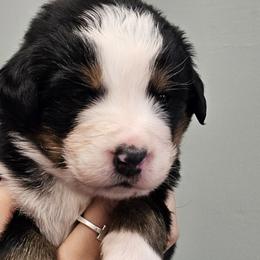 Orange - Black rust and white female Bernese Mountain Dog puppy in Brattleboro, Vermont from Jill Stahl Tyler