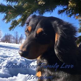 Dachshund Puppies from Dachshund Family Love Breeders