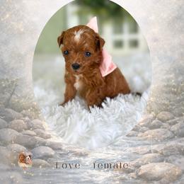 Love - Red  female Goldendoodle puppy in Canton, Georgia from Teddy Puppies