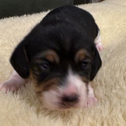 Tri Female White Dots - Blue tan and white female Beagle puppy in Gentry, Arkansas from HC Puppy Ranch