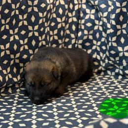 Lime Green Collar - Sable female German Shepherd puppy in Riverside, California from Von Der Sagobi