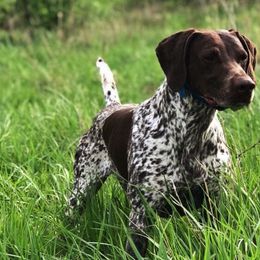 German Shorthaired Pointers from Pinecrest German Shorthair Pointers