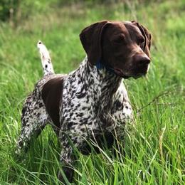 German Shorthaired Pointers from Pinecrest German Shorthair Pointers