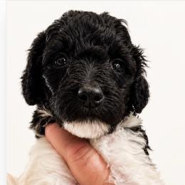 Veil - Parti female Poodle puppy in Greenwich, New York from MizzElle’s Standard Poodles