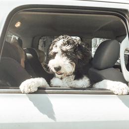Moki - Bernedoodle