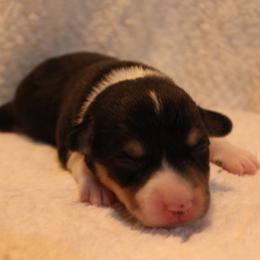 Samantha - Black and tan female Pembroke Welsh Corgi puppy in North Manchester, Indiana from Covered Bridge Corgis