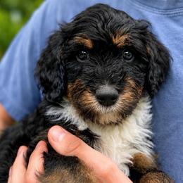 Journey - Tri-color male Bernedoodle puppy in Little Rock, Arkansas from Darlin’s Doodles