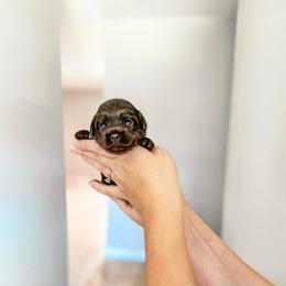 Aspen - Brown male Cockapoo puppy in Altamonte Springs, Florida from The Perks of Pups
