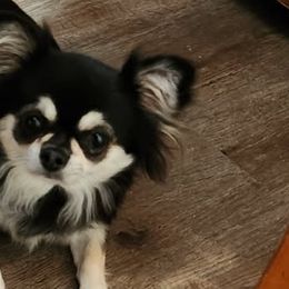 Chihuahuas from Elsbeth's Chihuahuas
