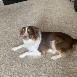 Emma - Australian Shepherd
