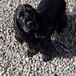 Niobe - English Cocker Spaniel