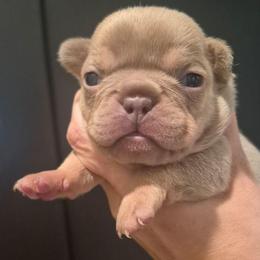 Madison - Blue female French Bulldog puppy in Salina, Kansas from Peace Love frenchies