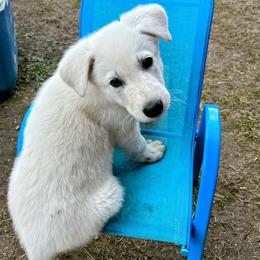 German Shepherd Puppies from Army Vet-German Shepherds