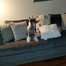 Magic - Chinese Crested