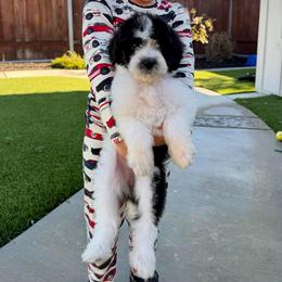 Ellen - Black and white female Bernedoodle puppy in Yuba City, California from Ranch House Doodles