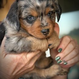 Sonora - Blue merle female Toy Australian Shepherd puppy in Virginia from P3 Kennel