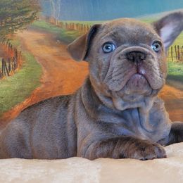 French Bulldog Puppies from BeYardCore Bullies