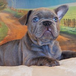 French Bulldog Puppies from BeYardCore Bullies