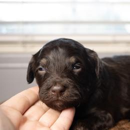 Negroni - Tri-color male Bernedoodle puppy in Youngstown, Florida from Wonderland’s Boujie Kennels