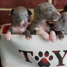 Boston Terrier and Italian Greyhound Puppies from 4Ever Boston Terriers & Italian Greyhounds