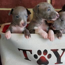 Boston Terrier and Italian Greyhound Puppies from 4Ever Boston Terriers & Italian Greyhounds