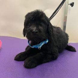 Rusty Wallace- Blue - Black male Goldendoodle puppy in Van Buren, Missouri from Jami’s Goldendoodles & Poodles
