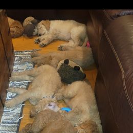 Goldendoodle Puppies from Luna Goldendoodles