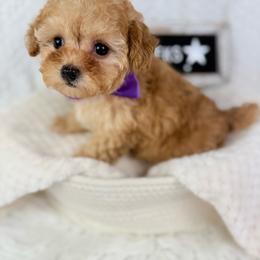 Tweet-Tweet PRICE DROP - Apricot female Poodle puppy in Florida from Adorable Toy-Miniature Poodles