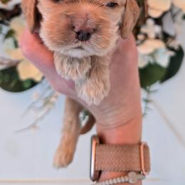 Eddie - Buff male Cocker Spaniel puppy in Platteville, Wisconsin from Elk Grove Cocker Spainels