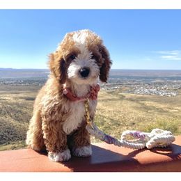 Scarlett Melina - Goldendoodle