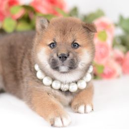 Anji - Red Girl 🩷 - Red female Shiba Inu puppy in Neosho, Missouri from Sunny Terrace Shibas