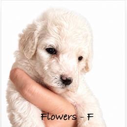 Flowers - Cream female Poodle puppy in Greenwich, New York from MizzElle’s Standard Poodles