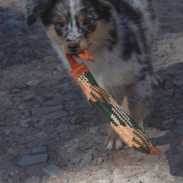 Australian Shepherd Puppies from BitABlue Australian Shepherds