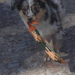 Australian Shepherd Puppies from BitABlue Australian Shepherds