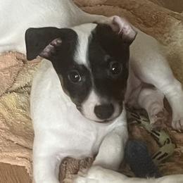 Tri colored male - Tri-color male Jack Russell Terrier puppy in Williston, Florida from CP FARMS BORDER COLLIES N JACKS CORP