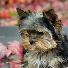 Biewer Terriers and Yorkshire Terriers from WB's Yorkies and Biewers