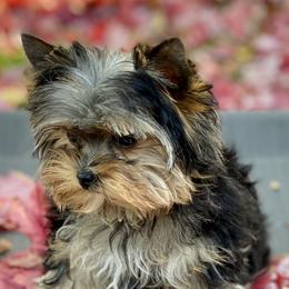 Biewer Terriers and Yorkshire Terriers from WB's Yorkies and Biewers