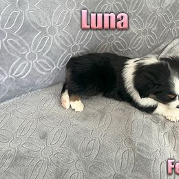 Miniature American Shepherd and Miniature Australian Shepherd Puppies from Regal Miniature American Shepherds | Regal Miniature Australian Shepherds