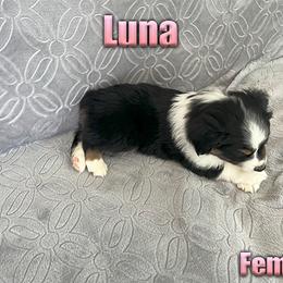 Miniature American Shepherd and Miniature Australian Shepherd Puppies from Regal Miniature American Shepherds | Regal Miniature Australian Shepherds