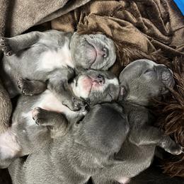 French Bulldog Puppies from Blue Ridge Frenchies of Virginia