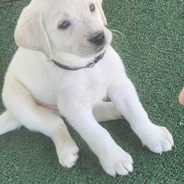 Boston - Yellow male Labrador Retriever puppy in Herriman, Utah from Rocky Ridges