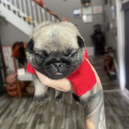 Conway - Fawn male Pug puppy in Winter Haven, Florida from The Pugarazzi
