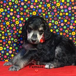 Red - Black female Poodle puppy in Houma, Louisiana from Smart Azz Poodles