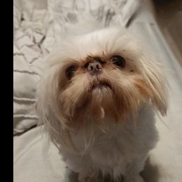 Toby  - Shih Tzu