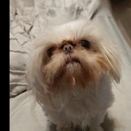 Toby  - Shih Tzu