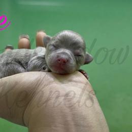 Lizzie - Blue female Chihuahua puppy in Patchogue, New York from Cloudshadow Kennels