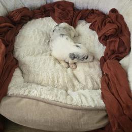 Blue merle - Blue merle female Border Collie puppy in Century, Florida from The George's dogs and puppies
